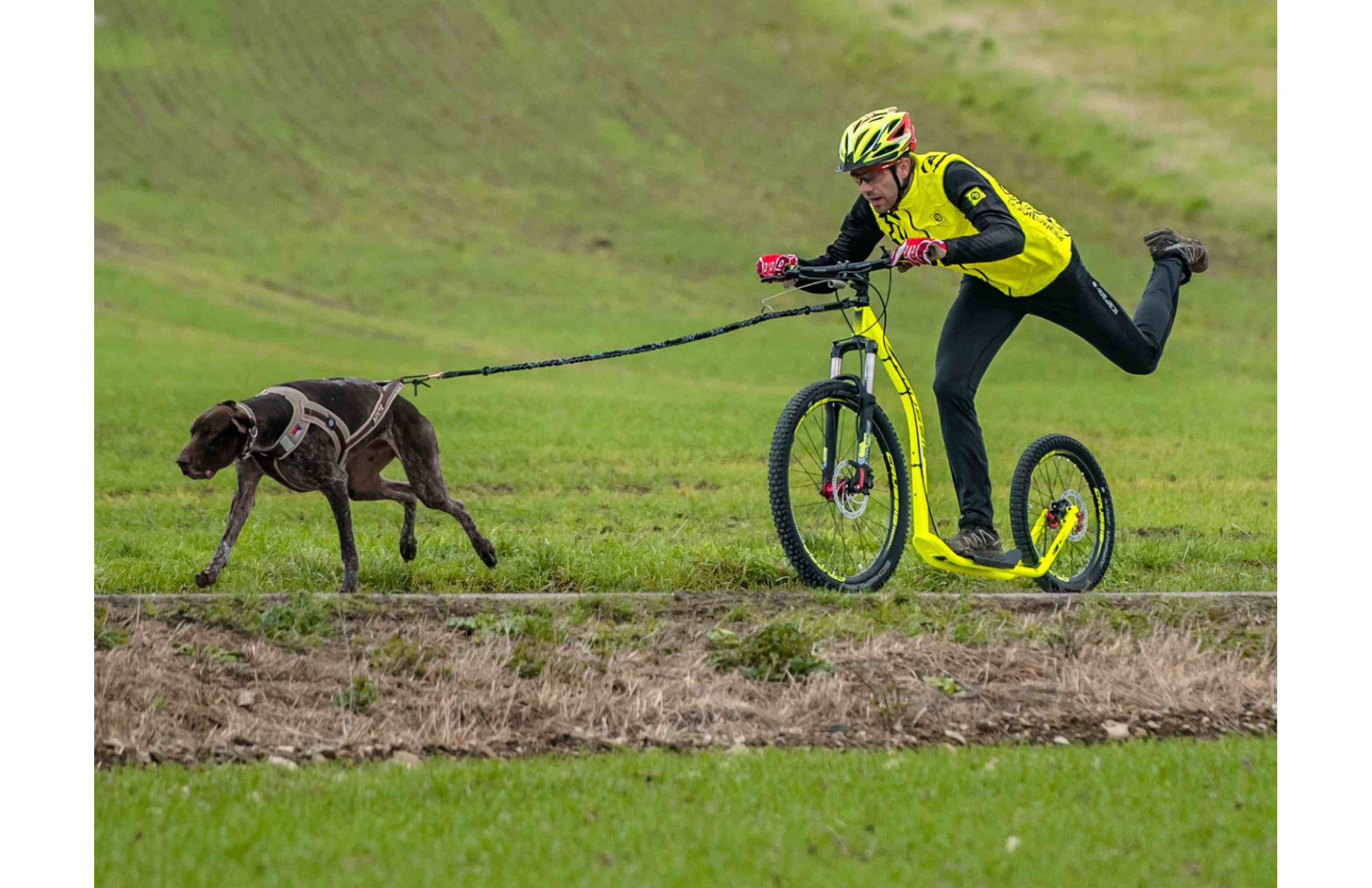 Vodtko s tlumiem pro psa nad 10kg (2,7m, 1 karabina, ern) - ilustran foto