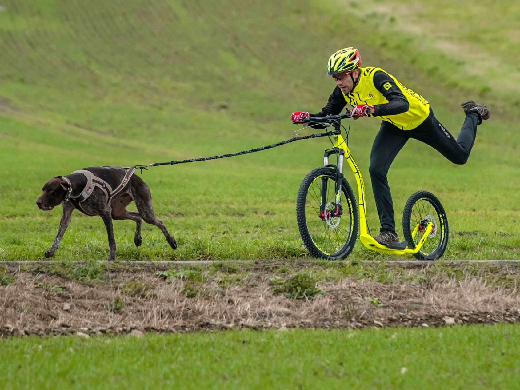 Vodtko s tlumiem pro 2 psy nad 10kg (2,5m, 2 karabiny, ern) - ilustran foto